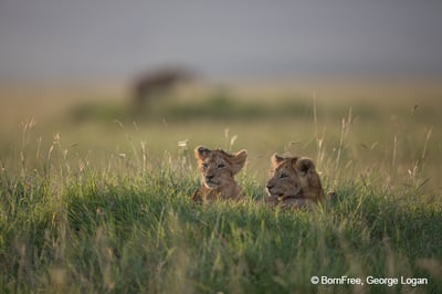 Lions in Africa