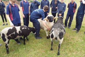 students being taught about livestock