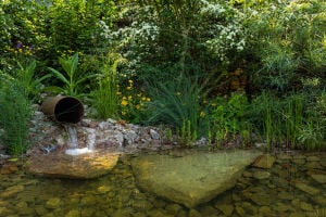 RES insect pond at RHS Chelse Flower Show 