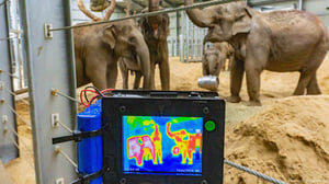 Thermal imagery of elephants