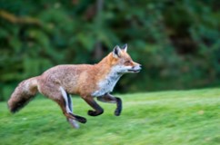 Fox running