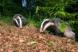 Two badgers