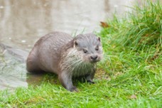 Otter