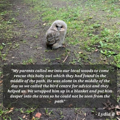 Photograph of a baby owl