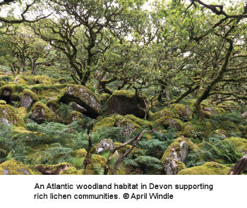An Atlantic woodland habitat in Devon supporting rich lichen communities. © April Windle