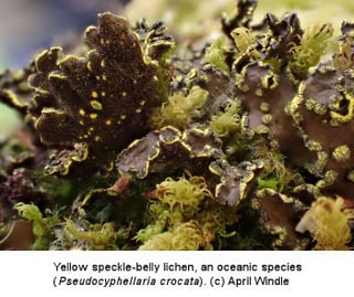 British Lichen Society Image 3 350x295_1