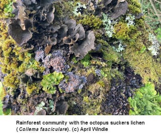 British Lichen Society Image 4 350x295_1