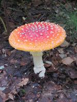 Amanita muscaria, fly agaric 150x200_1