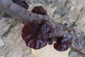 Auricularia auricula-judae, wood ear 300x200