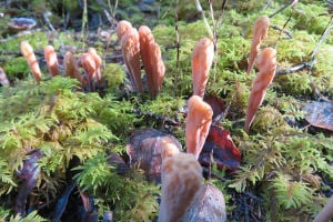 Clavariadelphus pistillaris, giant club fungus 300x200