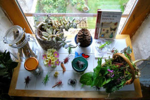 Classroom nature table