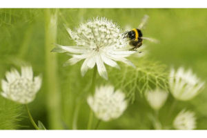 Bee on a flower