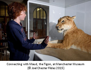 Boy looking at lion exhibit, Manchester Museum