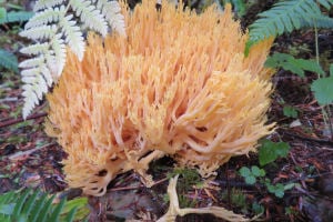 Ramaria stricta, strict-branch coral 300x200