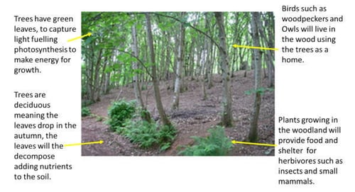 Woods_with_instructions_600x324_1