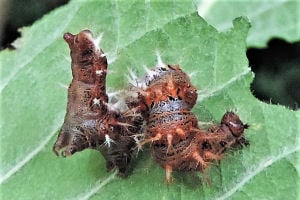 Comma_larva_300x200