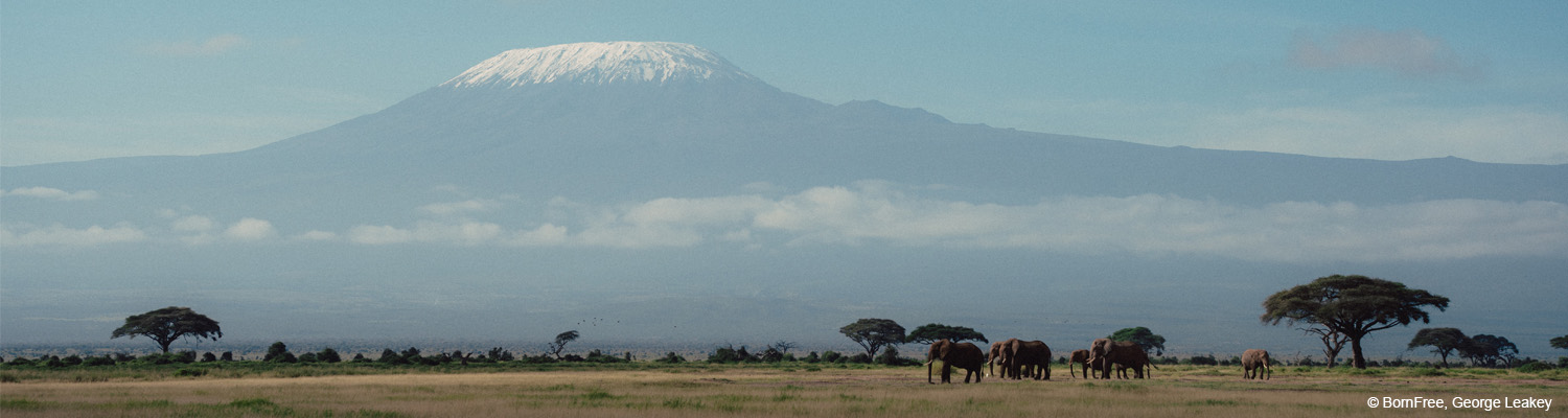 Born Free Article - Landing Page Banner - 1500 x 400