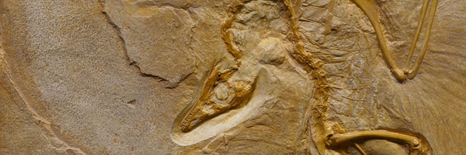 OCR_NH_LP_32_1500x500