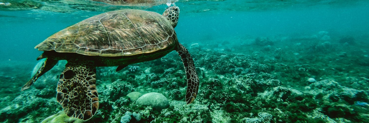 Turtle swimming underwater Turtle swimming underwater