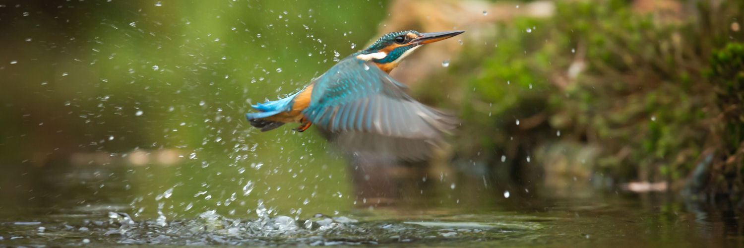 OCR_NH_LP_9_1500x500 OCR_NH_LP_9_1500x500