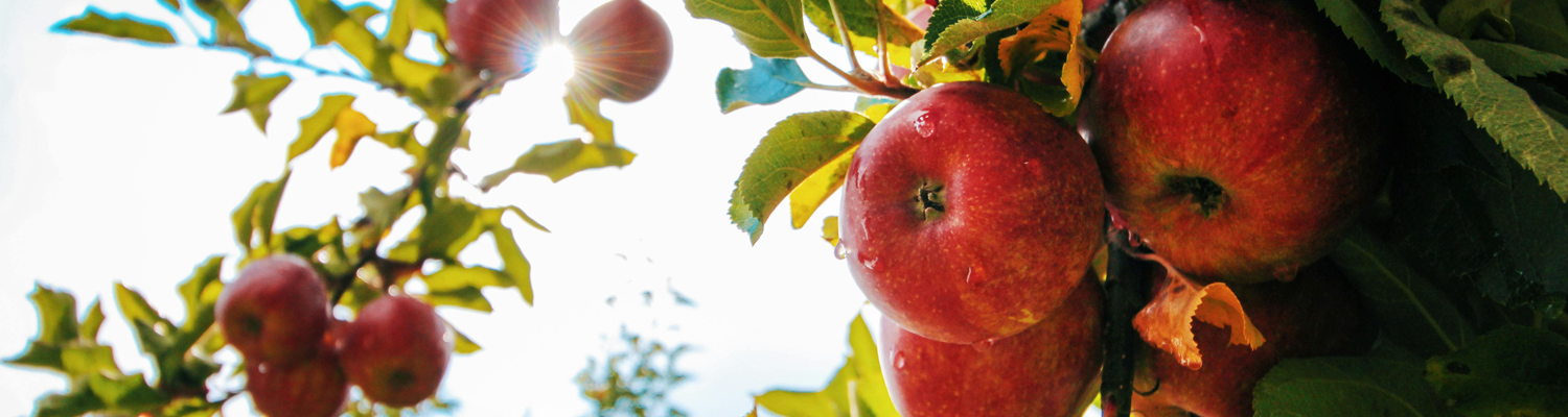 Apples on tree