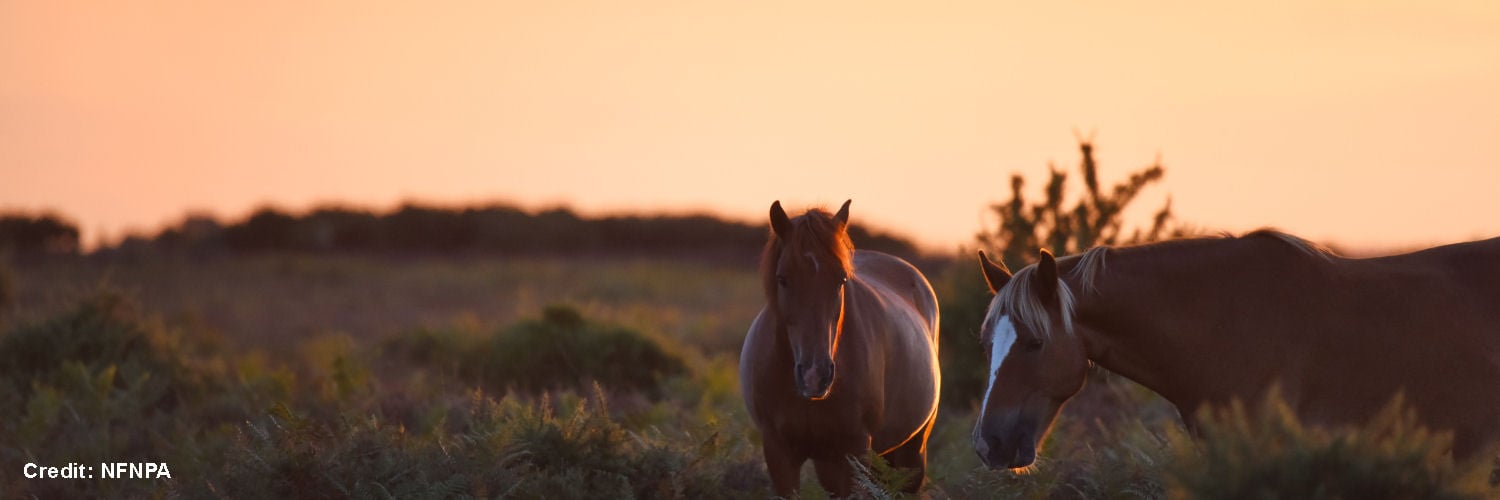 New Forest Ponies at Sunset