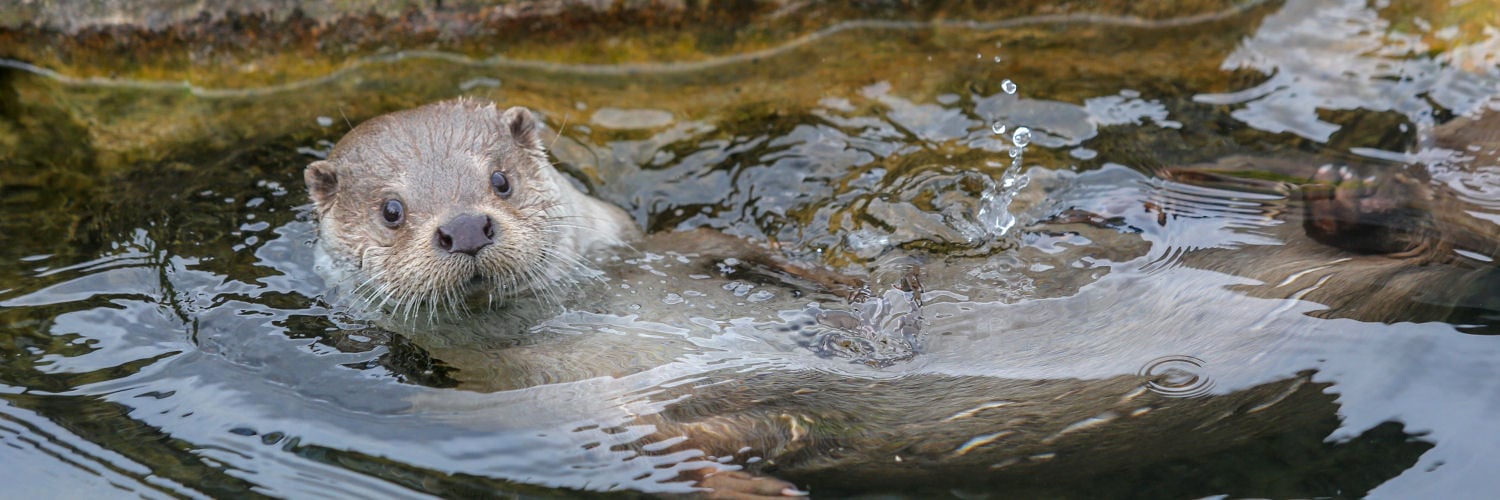 Otter swimming in a stream