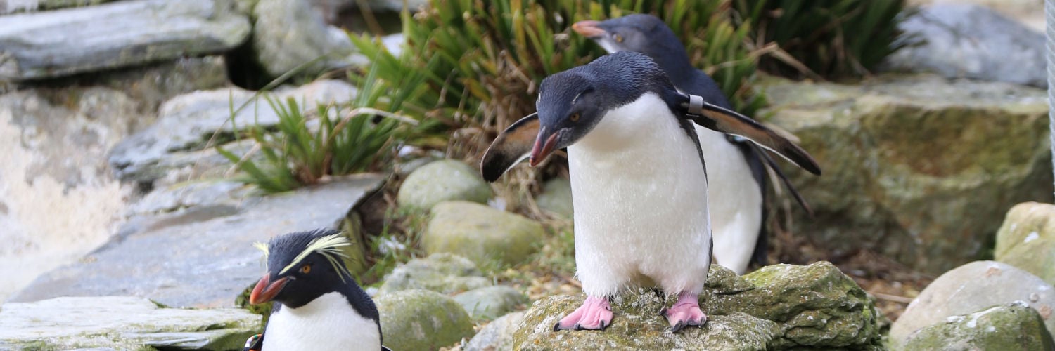 Rock hopper penguins at ZSL Whipsnade zoo
