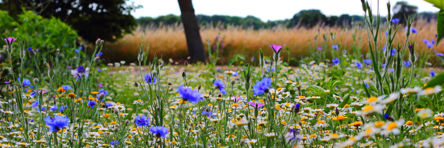 A meadow with wild flowers