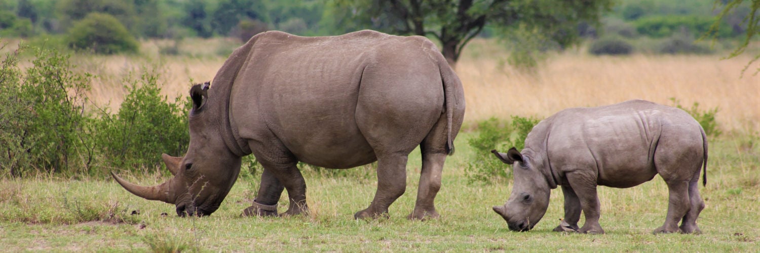 Adult and child rhinoceros