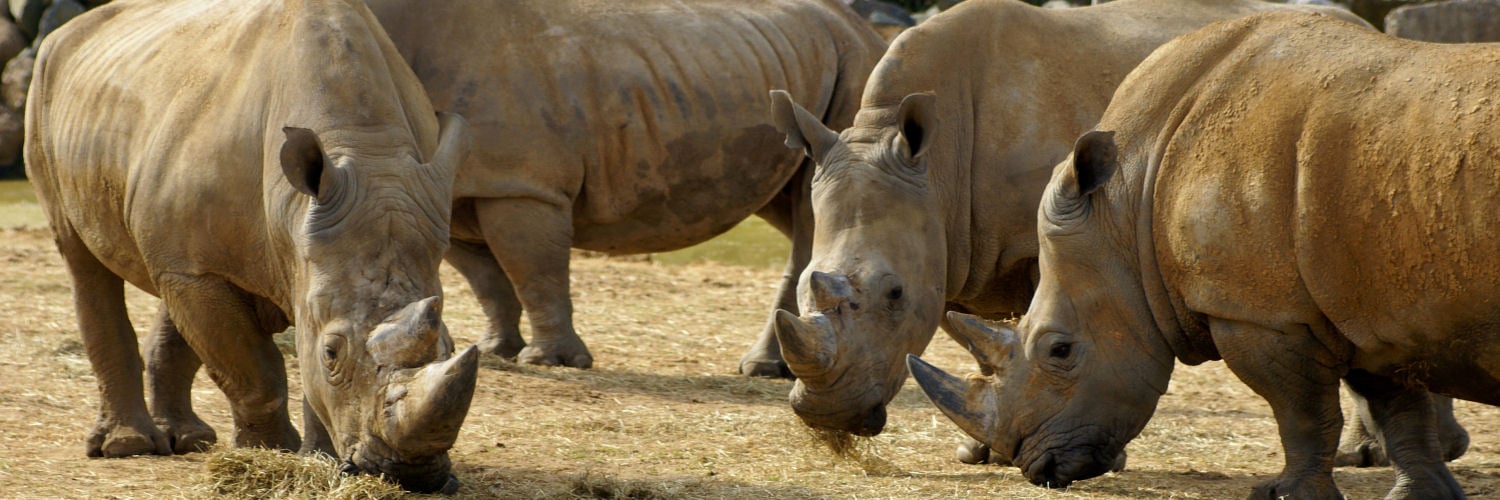 Rhinos at Colchester Zoo