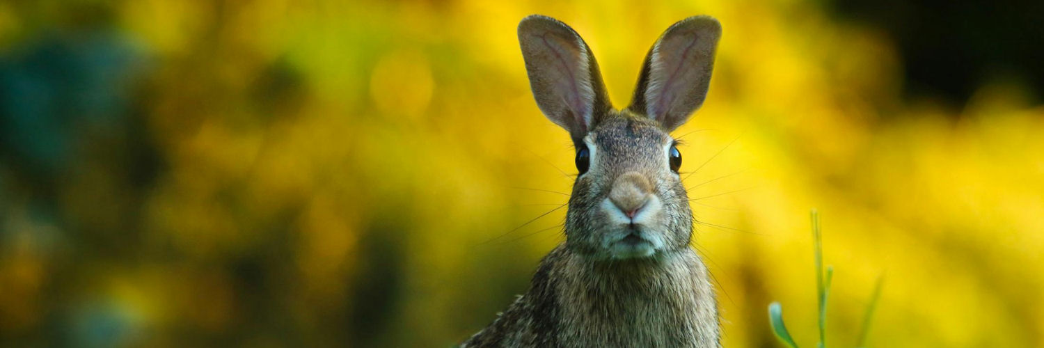 Close up of rabbit in field