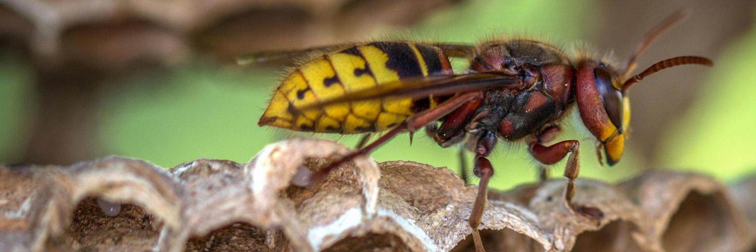 Wasp