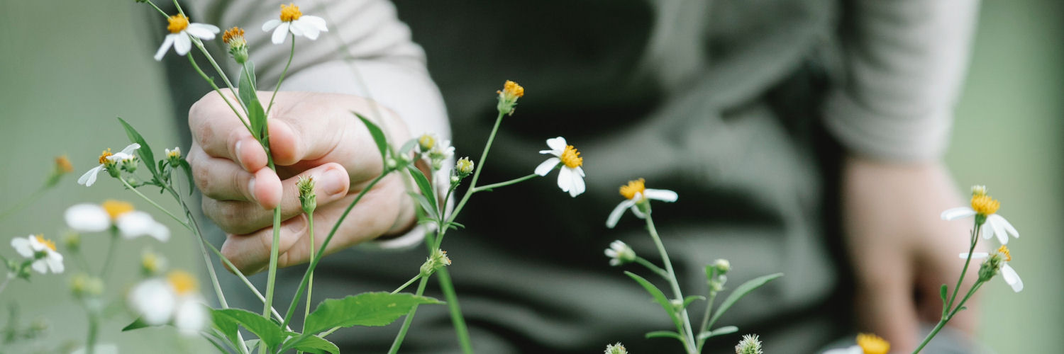 Young person picking daisies
