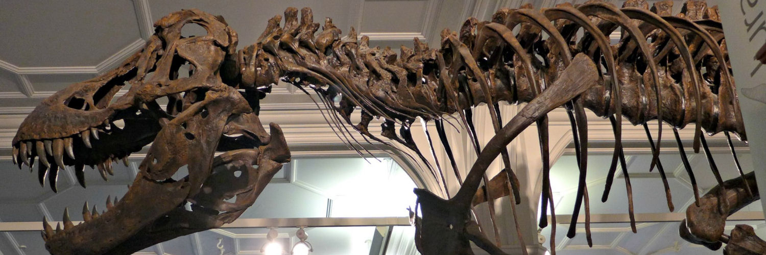 Dinosaur Skeleton, Manchester Museum